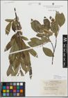 Foto von Salix myrsinifolia subsp. borealis (Fr.) Hyl.